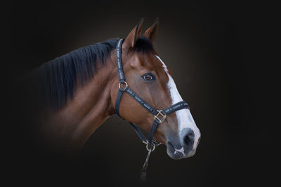 Horse standing against black background