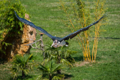 Bird flying over a tree