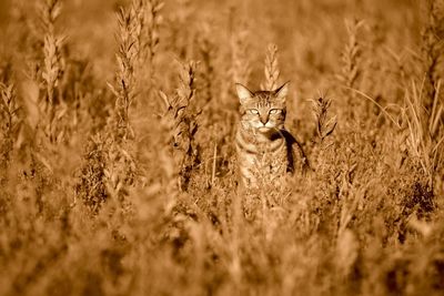 Cat sitting amidst dry plants on field