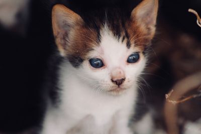 Close-up portrait of kitten