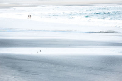 View of birds on beach