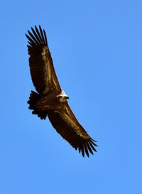 Low angle view of bird flying against clear blue sky