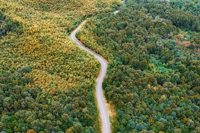 Aerial view of roade amidst trees