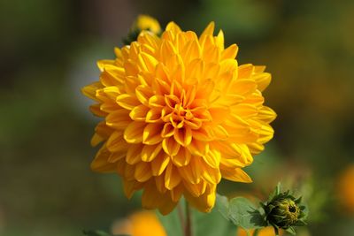 Close-up of orange dahlia