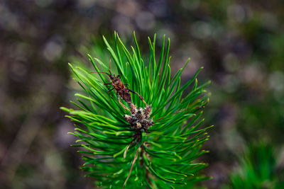 Close-up of insect on pine tree