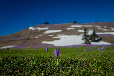 Purple crocus flower on field against clear blue sky