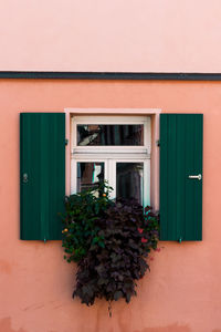 Potted plants on window of building