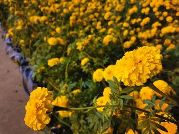 Close-up of yellow flowering plant