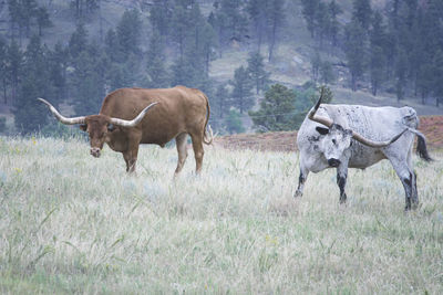 Cows on field