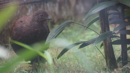 Close-up of a bird