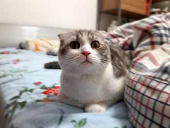 Portrait of cat sitting on bed