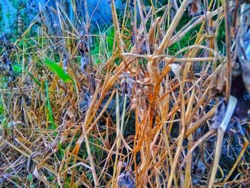 Close-up of plants on field