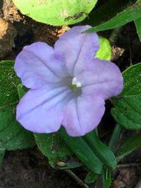 Close-up of water drops on purple flower