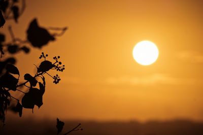 Close-up of silhouette bird against sunset sky