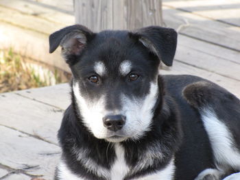 Close-up portrait of dog