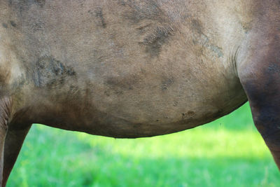 Close-up of cow grazing on field