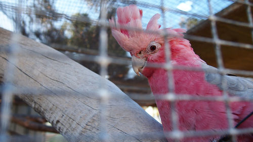 Close-up of red bird against blurred background