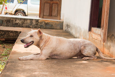 View of a dog lying on open door