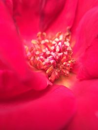 Close-up of pink flower