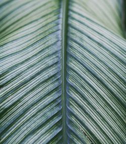 Full frame shot of palm leaves