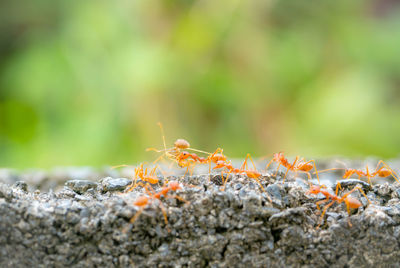 Close-up of ant on rock