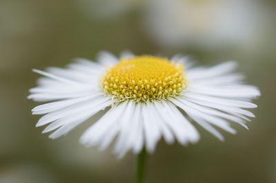 Close-up of flower blooming outdoors