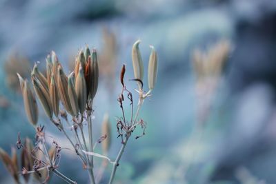 Close-up of white flowering plant