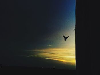 Bird flying over sea