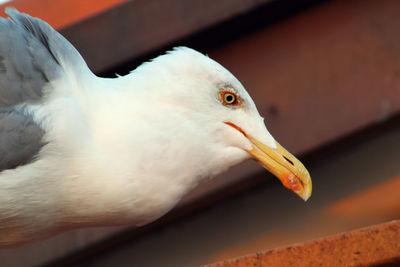 Close-up of seagull