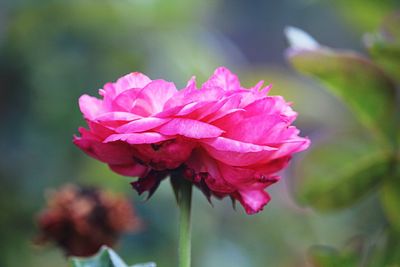 Close-up of pink rose