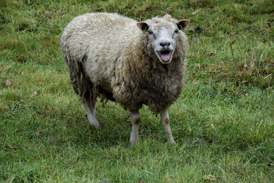 Portrait of sheep standing in field