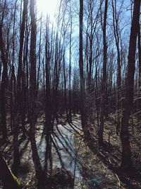 Trees in forest against sky