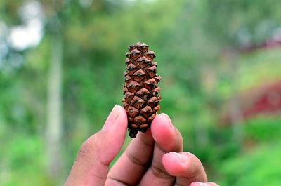 Close-up of hand holding pine cone