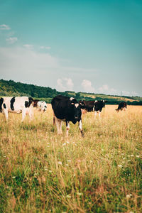 Cows grazing in the field