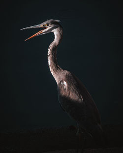 Close-up of a bird looking away