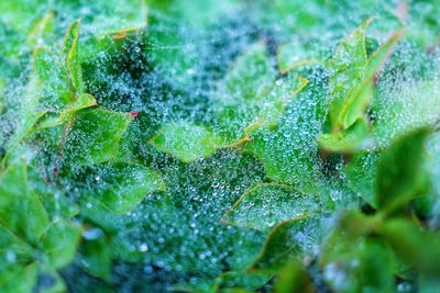 Close-up of water drops on plant