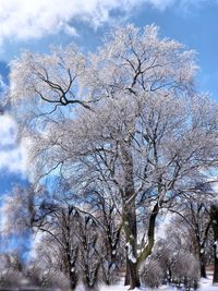 Low angle view of bare tree against sky