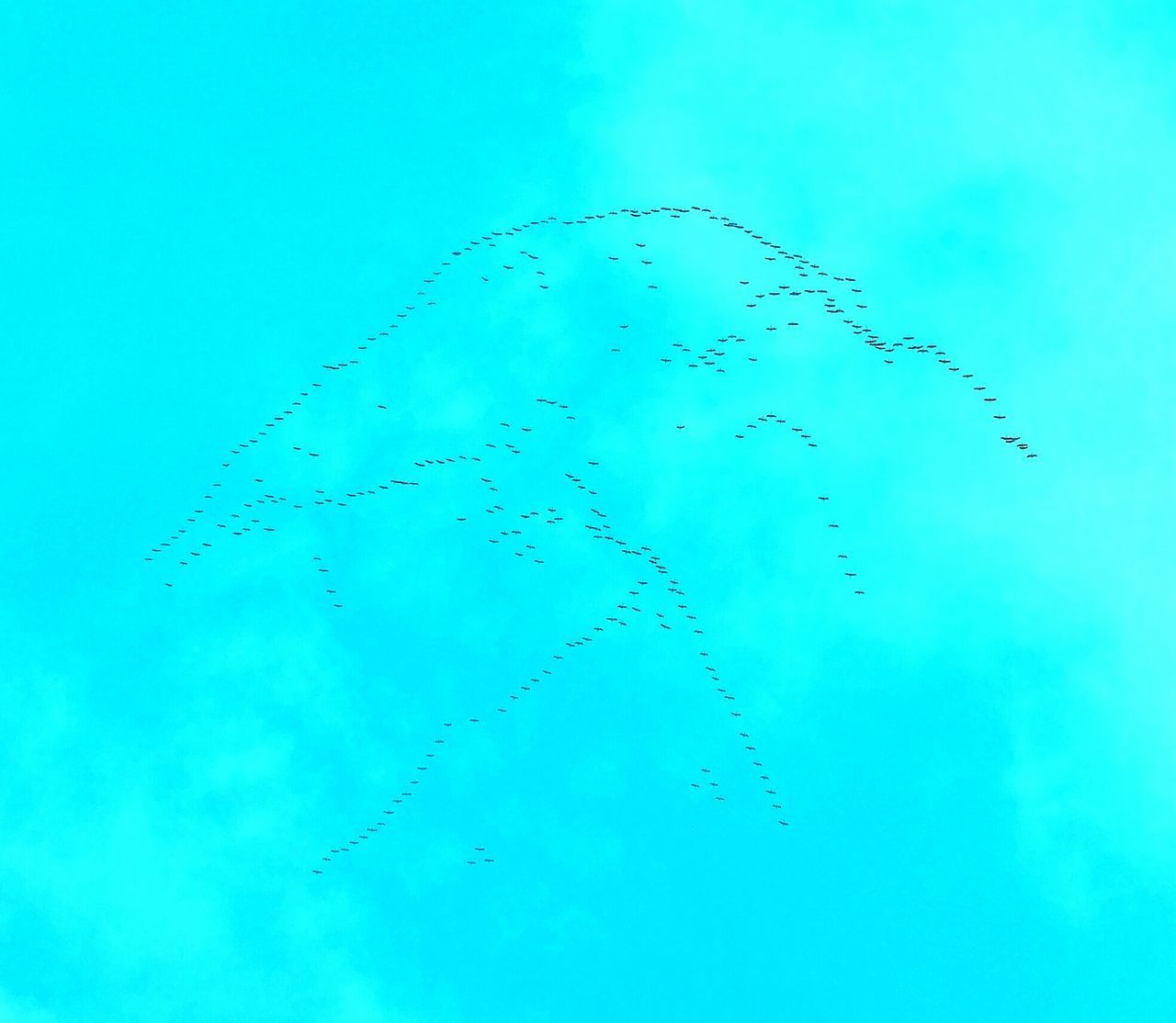 BIRDS FLYING IN BLUE SKY