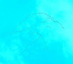 Flock of birds flying against blue sky