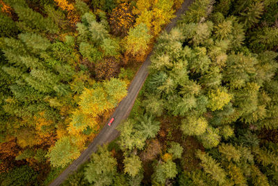 View of autumnal trees in forest