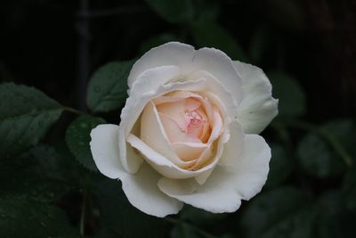 Close-up of white rose