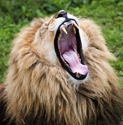 Close-up of lion yawning at zoo