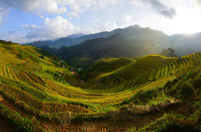 Scenic view of agricultural field against sky