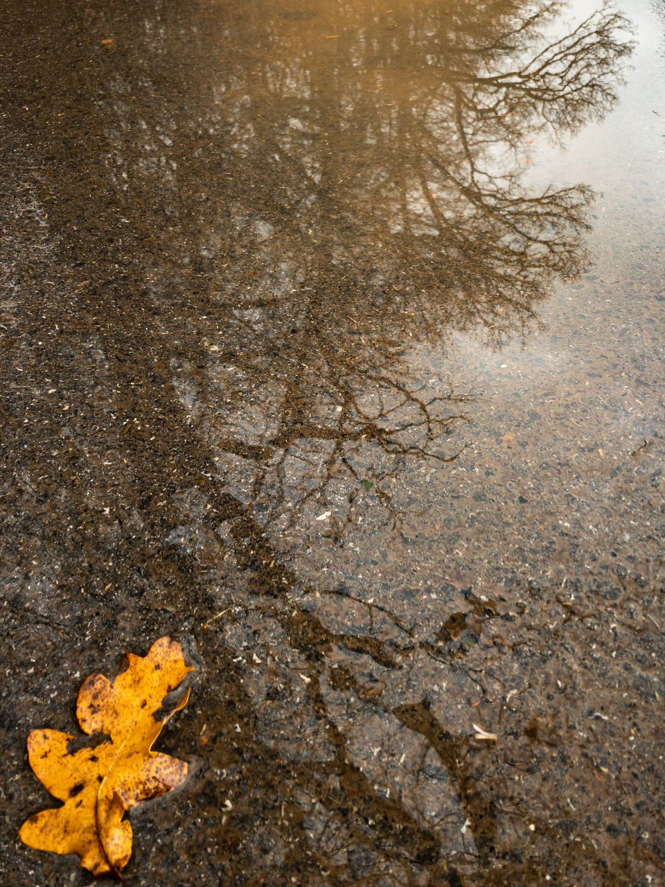 autumn, nature, plant, no people, water, tree, plant part, leaf, change, day, dry, outdoors, land, high angle view, beauty in nature, environment, yellow, vulnerability, maple leaf