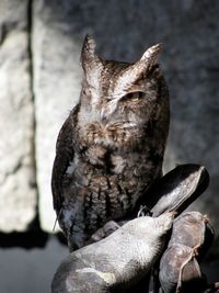 Cropped image of person holding whiteface owl