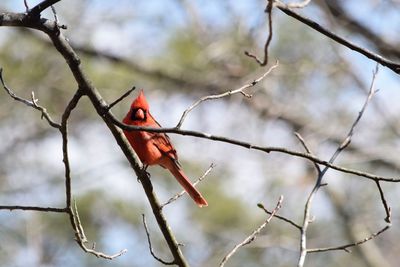 Close-up of bird perching on branch