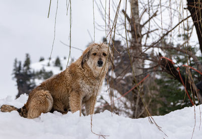Dog on snow covered land, solang valley, manali, himachal pradesh