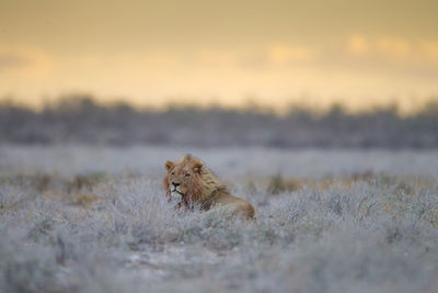 View of a cat on field