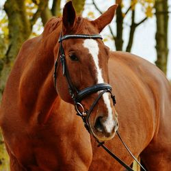 Close-up of horse with bridle