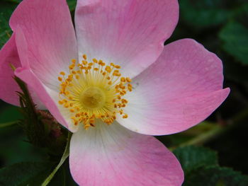 Close-up of pink flower